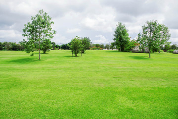 Obraz na płótnie Canvas Trees planted in park.