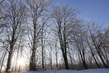 Fototapeta na wymiar Winter forest, close-up