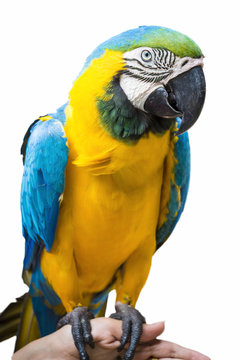 One bright colored parrot sits on the shoulder close up.