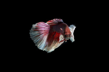  siamese fighting fish on black background isolated