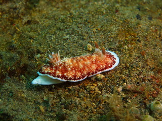 Fototapeta na wymiar Sea slug
