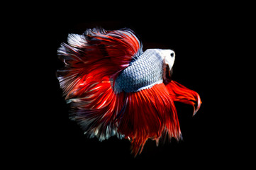 Obraz premium Fancy betta fish, siamese fighting fish on black background isolated