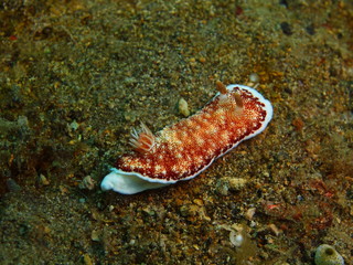 Sea slug