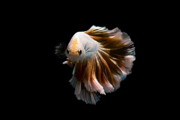Obraz premium Gold betta fish, siamese fighting fish on black background isolated