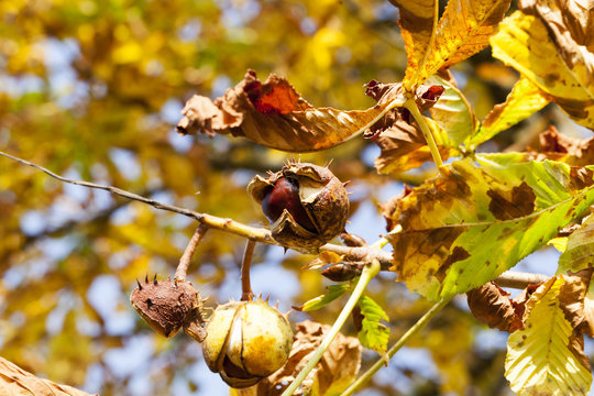 ripe fruit chestnut