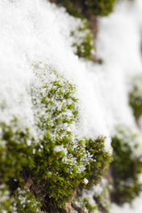green moss covered with snow