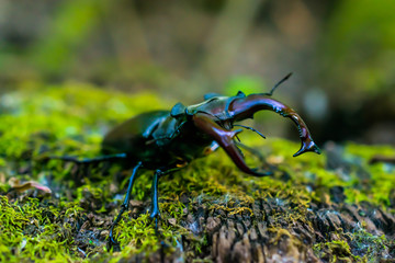Lucanus cervus, stag beetle on stump with moss, close up, selective focus