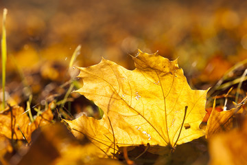 Yellow foliage, autumn