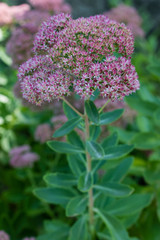 Hylotelephium Telephium