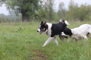 Portrait of a cheerful dog