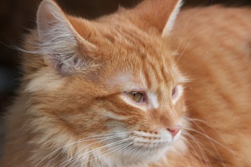 Ginger cat