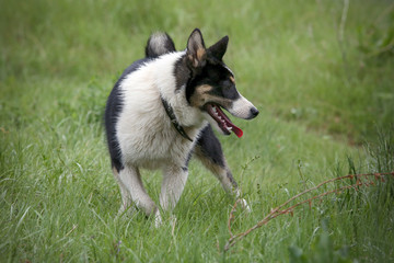 Portrait of a cheerful dog