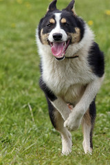 Portrait of a cheerful dog