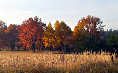 autumn landscape