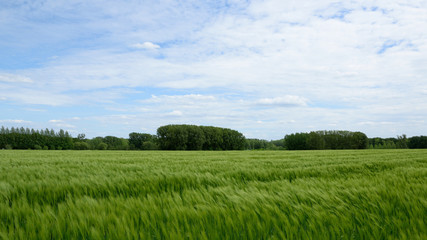 Fototapeta premium Field, blue sky