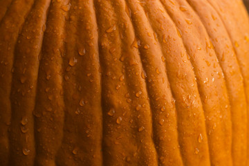 Pumpkin Texture