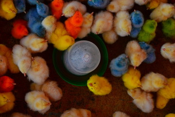 colored chicks