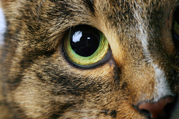 cat portrait