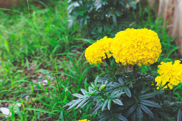 closeup marigolds flower with soft-focus and over light in the background
