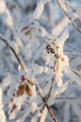 rosehip berries in the frost