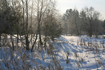 winter landscape