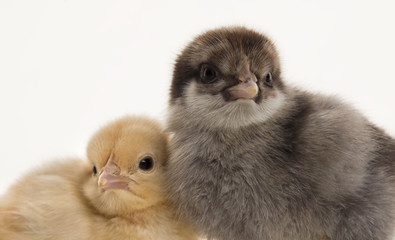 Small fluffy chickens