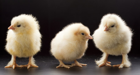 Fototapeta premium Small fluffy chickens