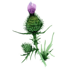 Wildflower budyak flower in a watercolor style isolated. Full name of the plant: budyak. Aquarelle wild flower for background, texture, wrapper pattern, frame or border.