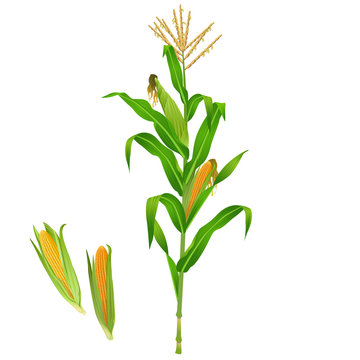 Isolated Green Realistic Corn Plant / Corn Plant On White Background
