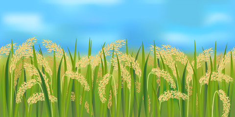 Horizontal seamless rice field with the blue sky / Realistic vector rice field in the harvesting time
