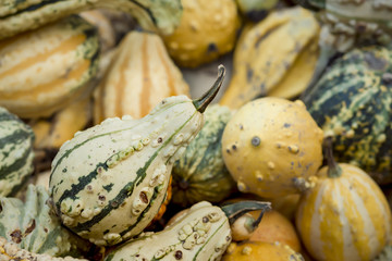 Green and Yellow Fall Squash