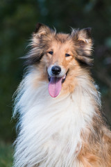 Beautiful rough collie portrait
