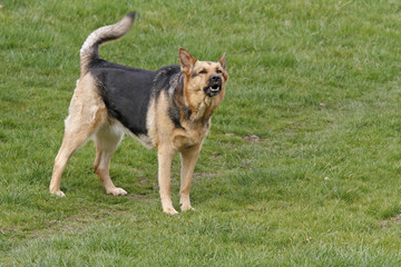 Schäferhund-Mischling zeigt die Zähne