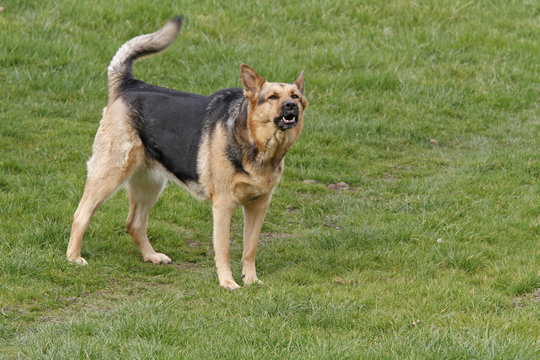 Sch&auml;ferhund-Mischling zeigt die Z&auml;hne