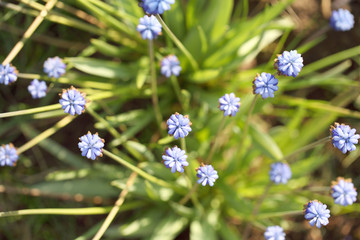 Muskari grows in the garden on a spring sunny day. Floral background in blue and green tones.