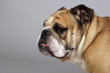 Obraz premium very beautiful, smart and funny dog in studio