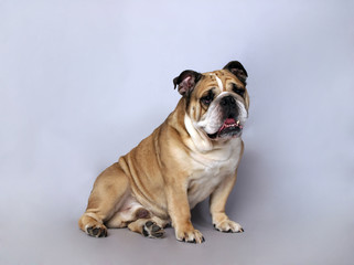 very beautiful, smart and funny dog in studio