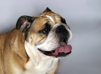 Obraz premium very beautiful, smart and funny dog in studio