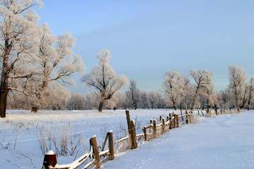 a long walk in nature snowy Russian winter