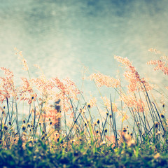 Grasses Flowers on River Bank