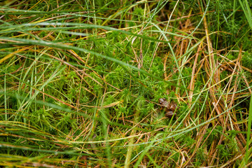 a hidding frog/take care of the small things