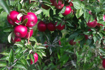 Ripe apples on the branches of a tree in the garden. Selective focus.