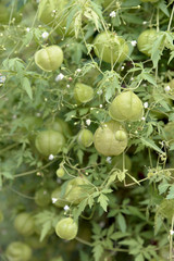 フウセンカズラ