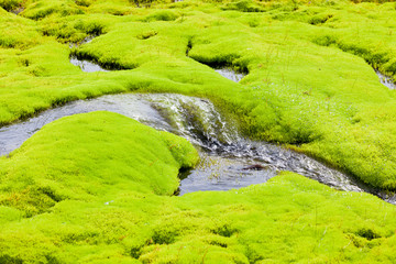 Iceland Small River Stream with green moss