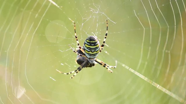 Zebraspinne in ihren Netz, Wespenspinne, (Argiope bruennichi)