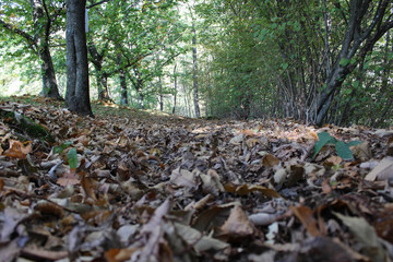 Tappeto di foglie in autunno in mezzo ad un bosco di castagni, Friuli Venezia Giulia, Italia