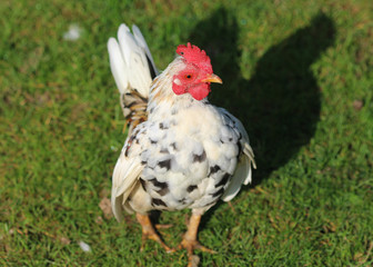 Dutch small chicken