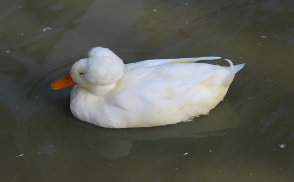 Dutch tufted duck