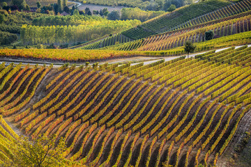 Vineyards in langhe region of northern italy in autumn with full