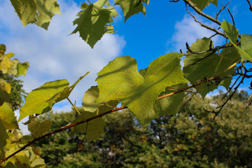 Un ramo di pianta della vite oltre il quale s'intravede il cielo azzurro con nuvole bianche e qualche albero
